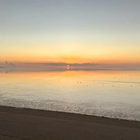 Border Collie アパート