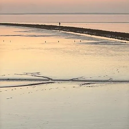 Border Collie شقة *