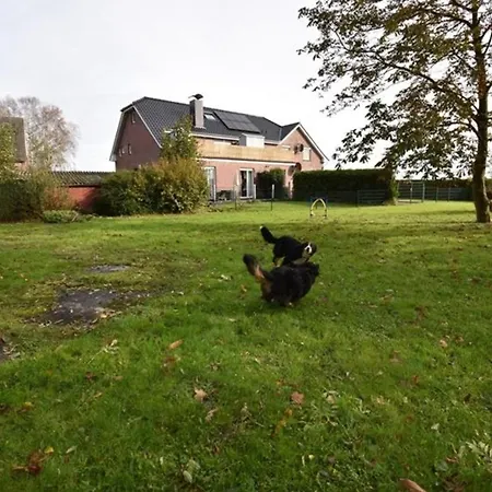 Border Collie * Dornum