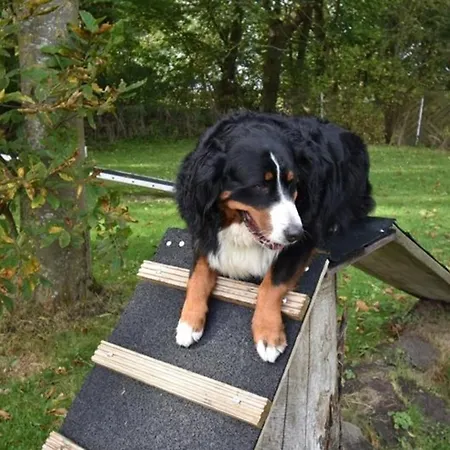 شقة Border Collie