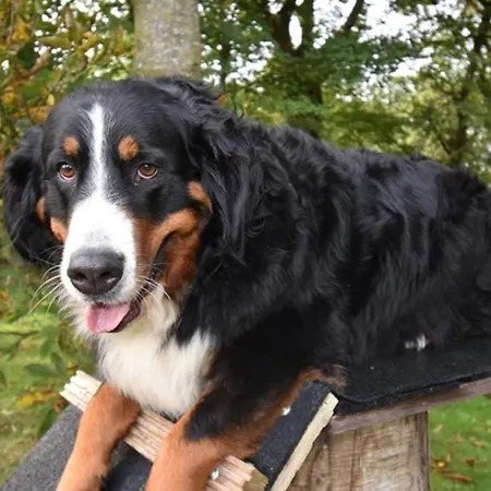 Border Collie دورنوم