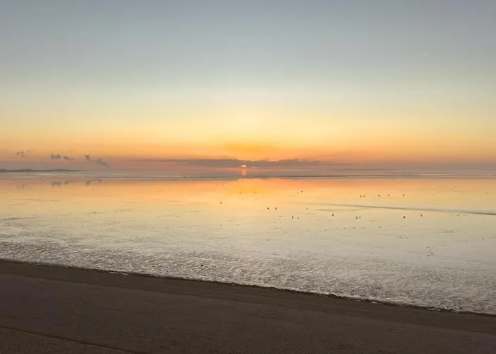 Border Collie Appartement