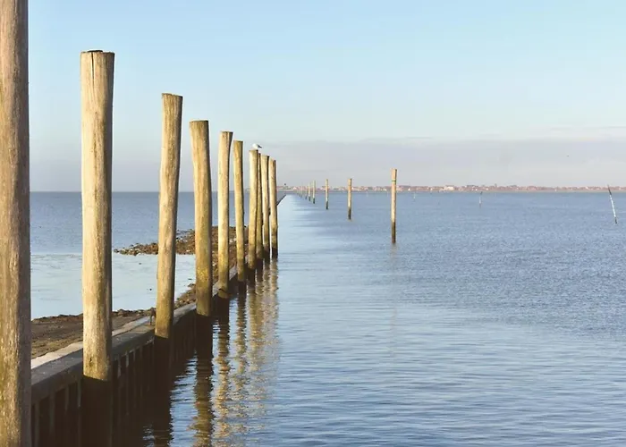 Border Collie Appartement *