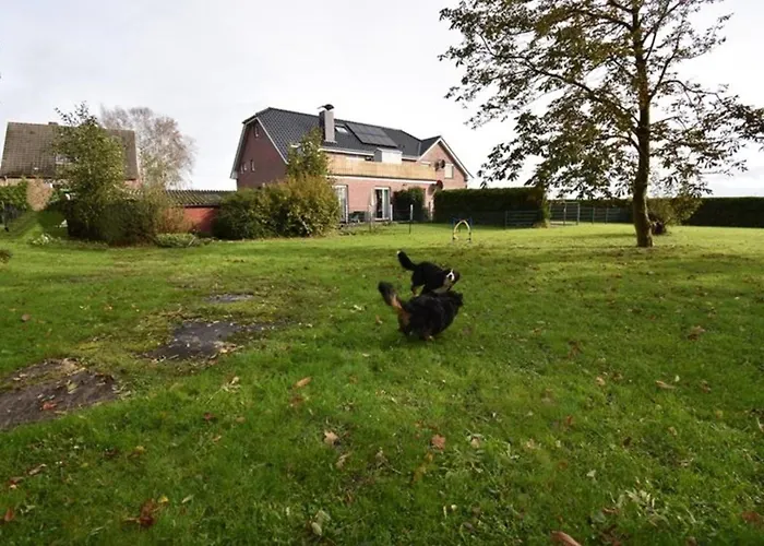 Border Collie * Dornum