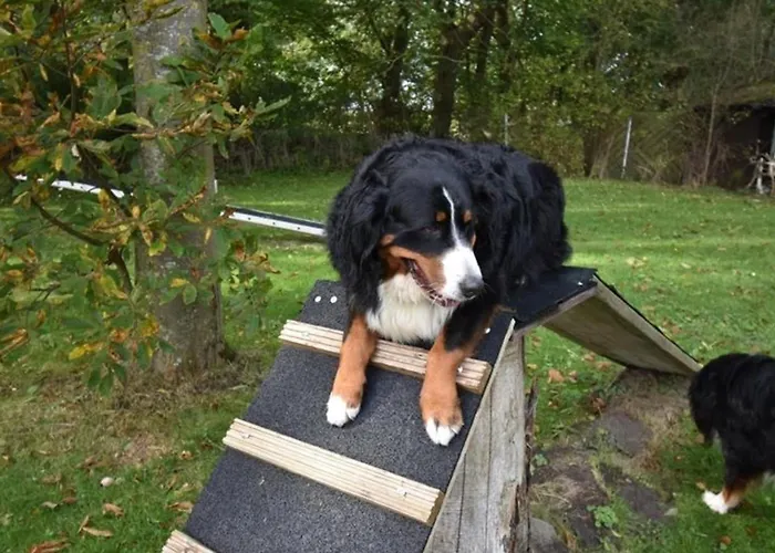 Appartement Border Collie