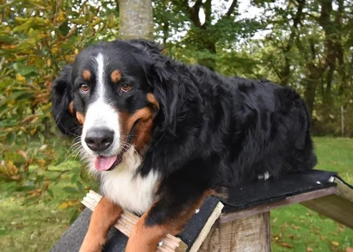Border Collie Dornum