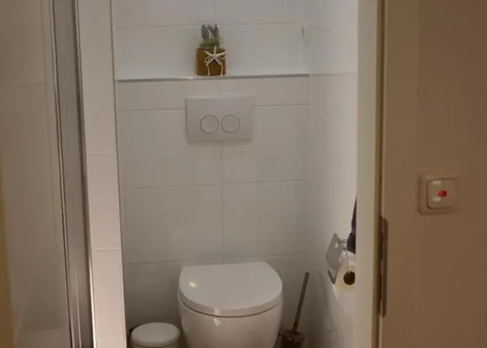 Border Collie * Dornum